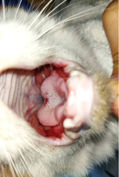 image-20231114191127-3-655355dfe4120.png