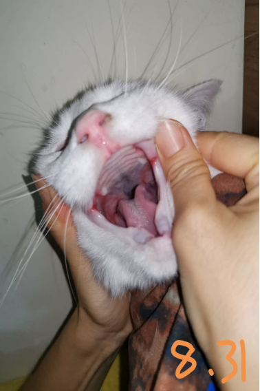 image-20231114190830-19-6553552f1b9af.png