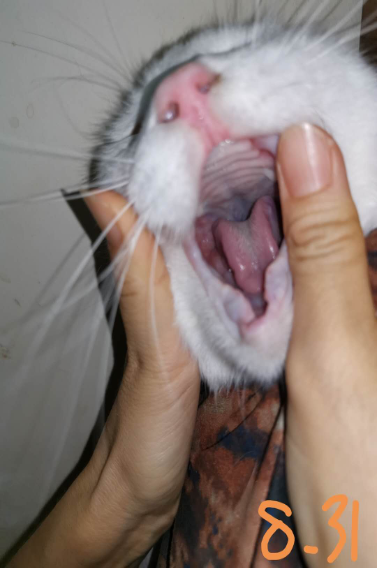 image-20231114190820-17-655355244f2bd.png
