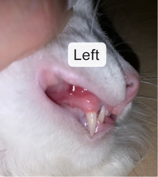 image-20231114190330-3-655354025aa35.png